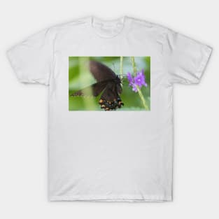 Swallowtail Series T-Shirt